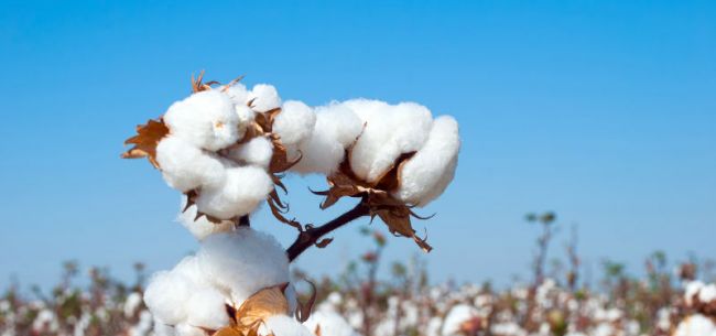 棉花